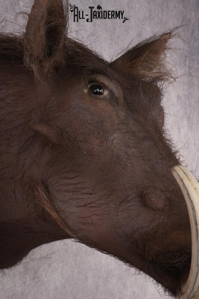 African Warthog Shoulder Mount SKU 2982 - Image 4