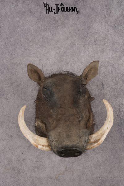 African Warthog Shoulder Mount SKU 2981