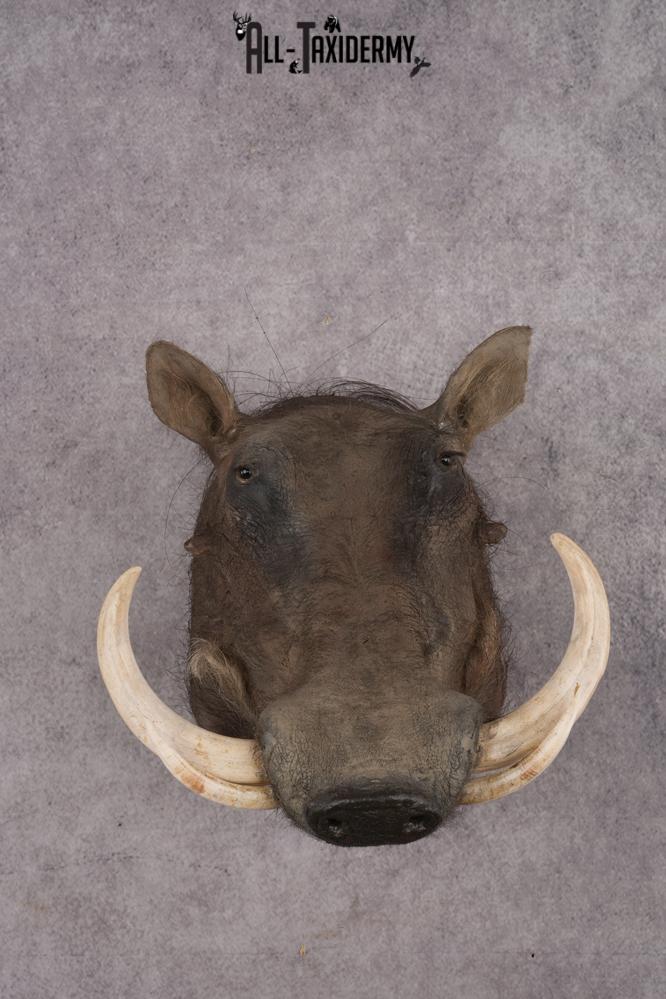 African Warthog Shoulder Mount SKU 2981