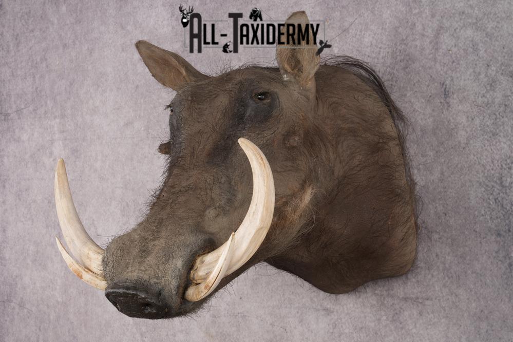 African Warthog Shoulder Mount SKU 2981 - Image 9