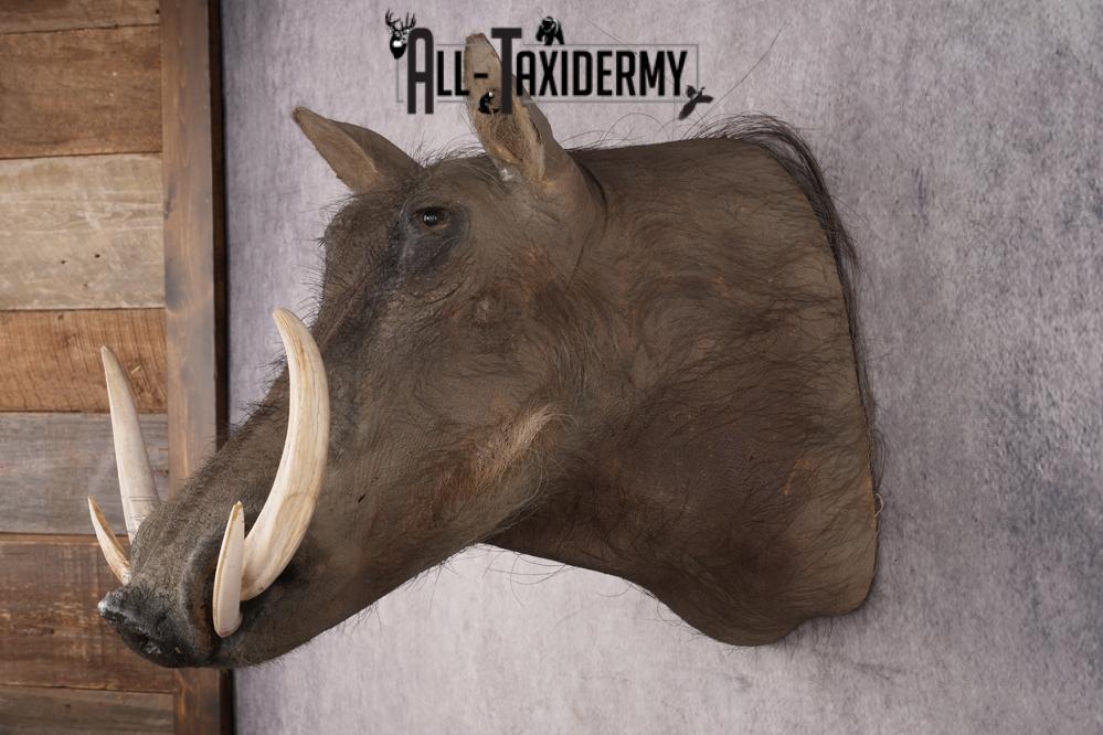 African Warthog Shoulder Mount SKU 2981 - Image 8