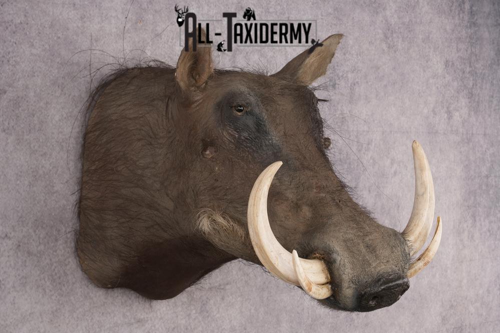 African Warthog Shoulder Mount SKU 2981 - Image 7