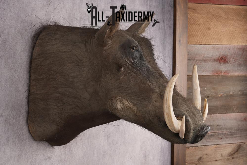 African Warthog Shoulder Mount SKU 2981 - Image 6