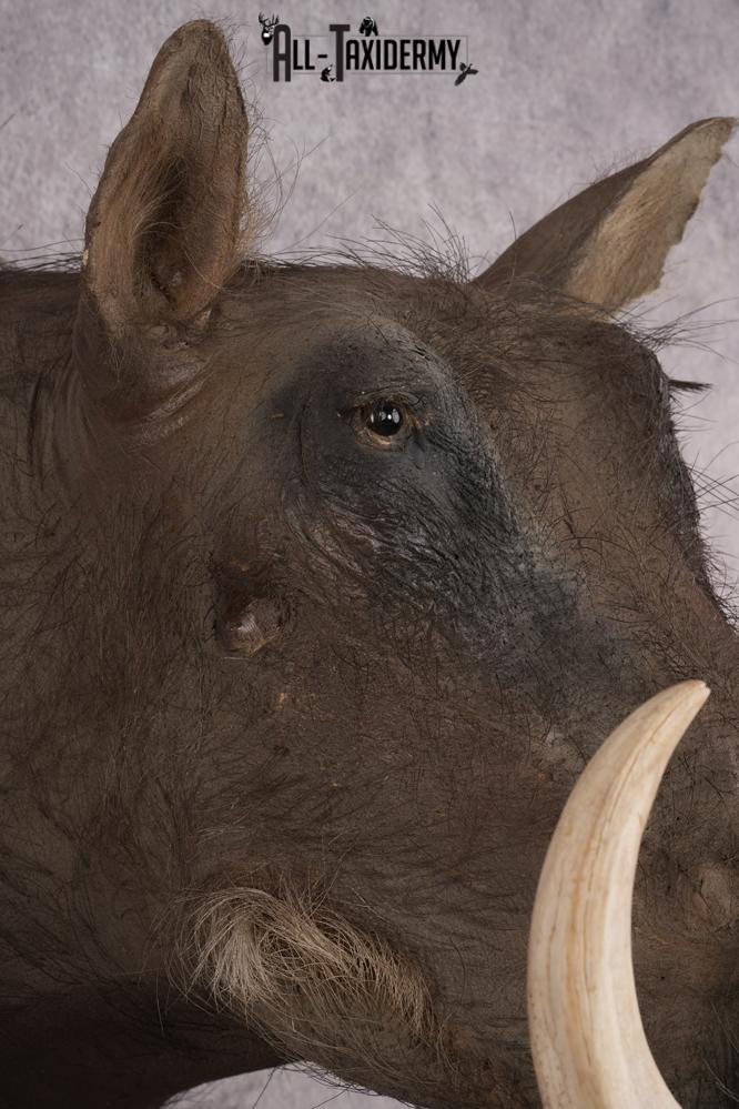 African Warthog Shoulder Mount SKU 2981 - Image 5