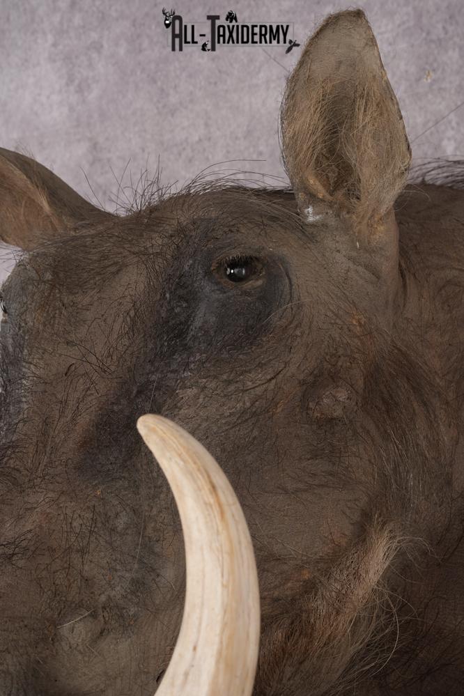 African Warthog Shoulder Mount SKU 2981 - Image 4