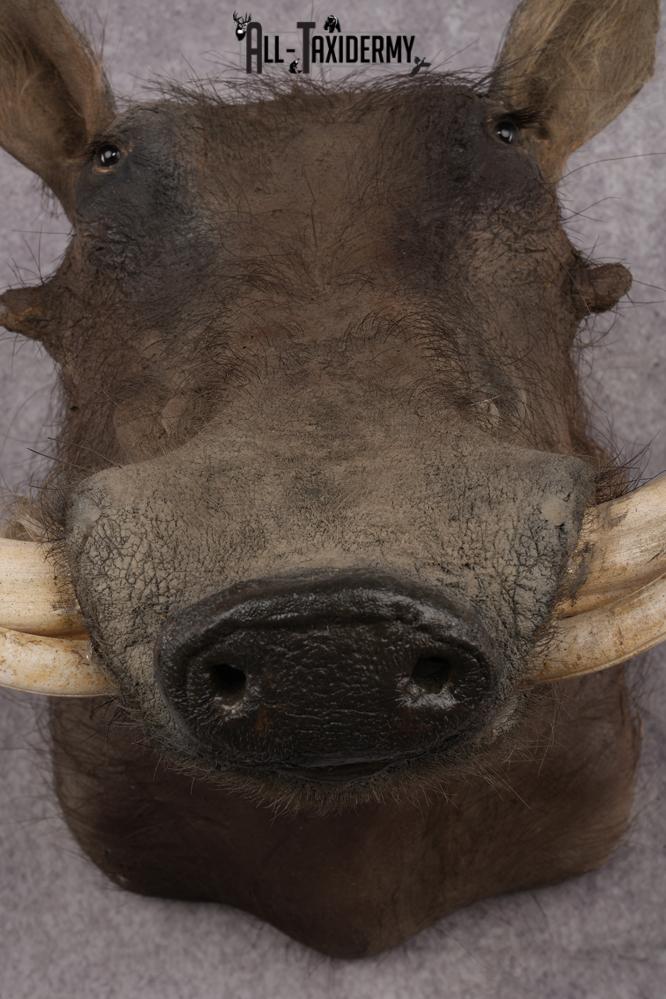 African Warthog Shoulder Mount SKU 2981 - Image 3