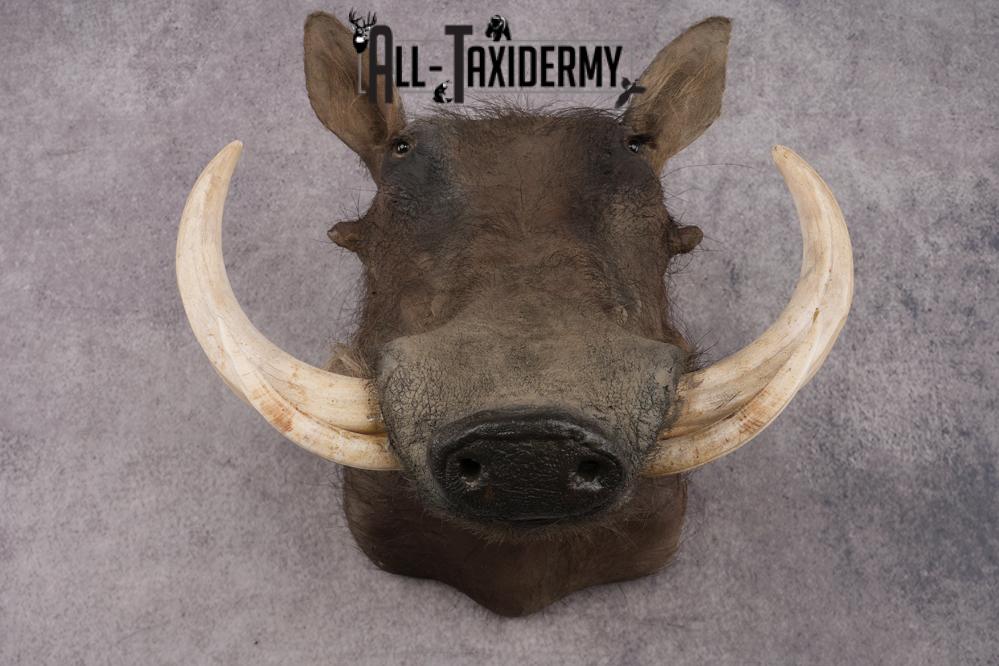 African Warthog Shoulder Mount SKU 2981 - Image 2