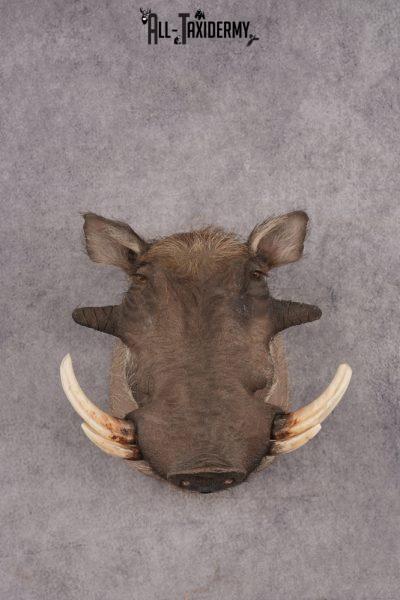 Warthog Taxidermy