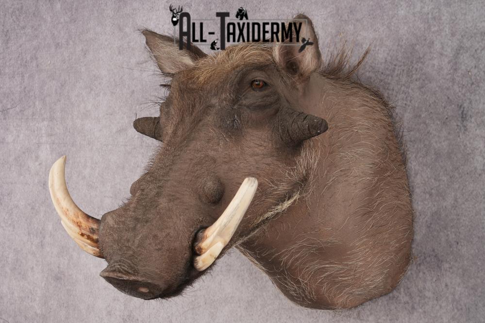 African Warthog Shoulder Mount SKU 2983 - Image 5