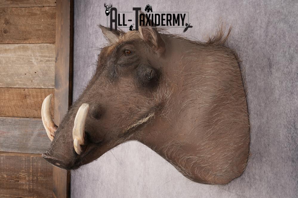 African Warthog Shoulder Mount SKU 2983 - Image 4