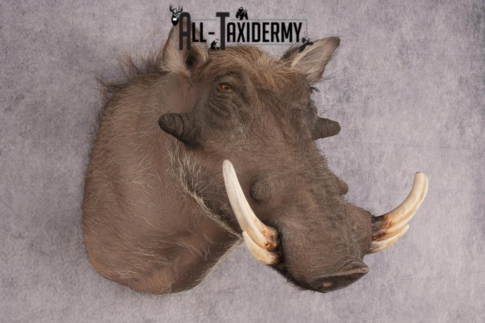 African Warthog Shoulder Mount SKU 2983 - Image 3