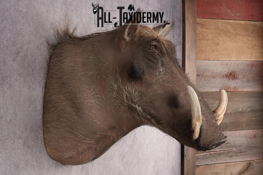 African Warthog Shoulder Mount SKU 2983 - Image 2