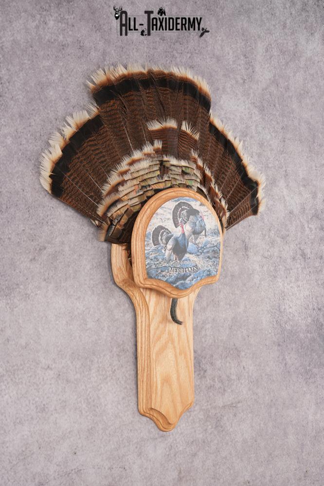 Merriam Jake Turkey Fan SKU 2995 - Image 4
