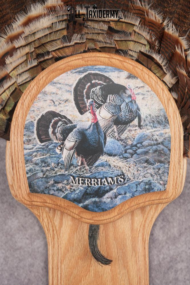Merriam Jake Turkey Fan SKU 2995 - Image 2