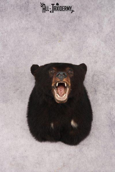 Black Bear Shoulder Mount SKU 2978