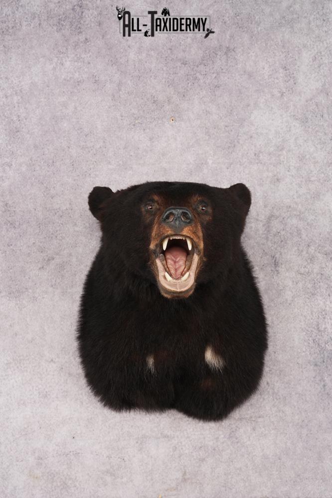 Black Bear Shoulder Mount SKU 2978