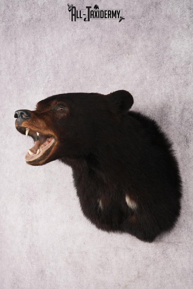 Black Bear Shoulder Mount SKU 2978 - Image 9