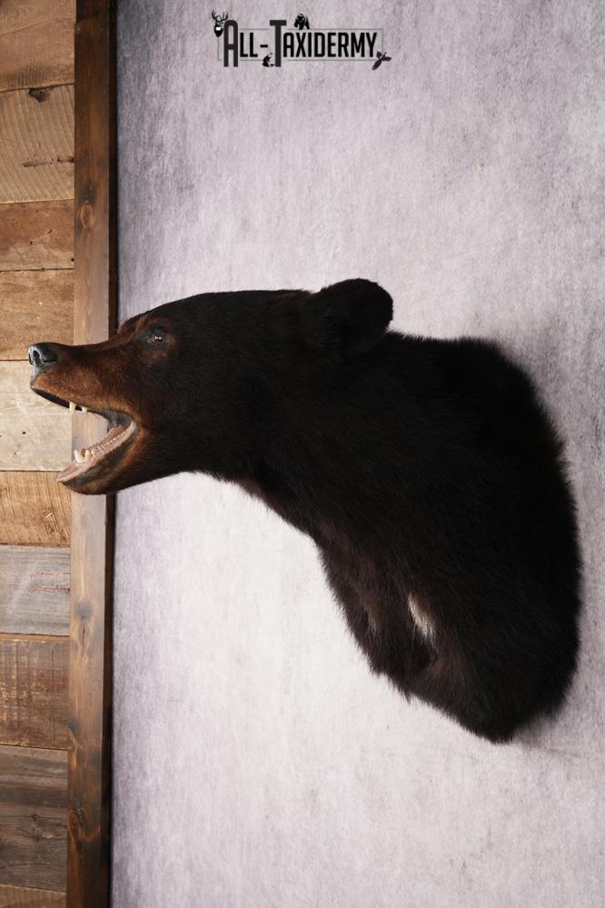 Black Bear Shoulder Mount