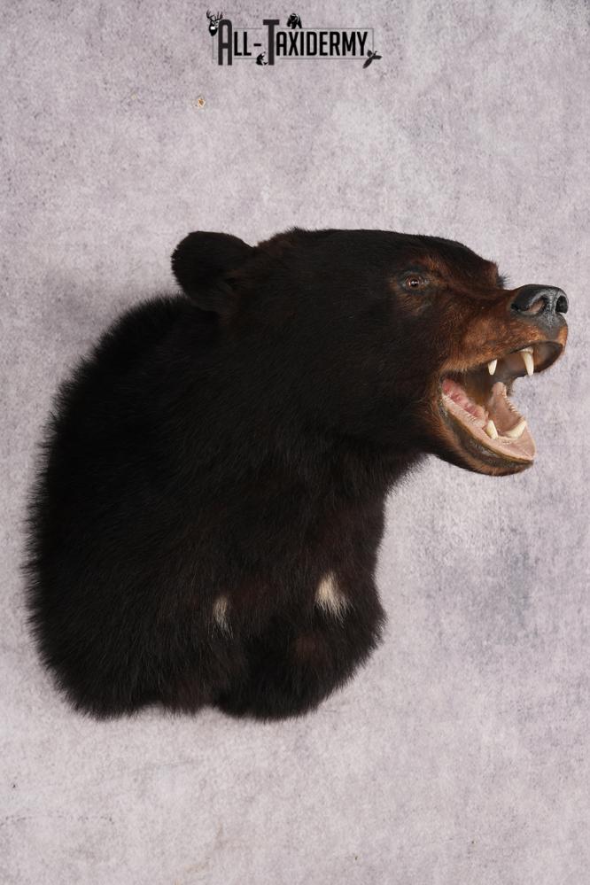 Black Bear Shoulder Mount SKU 2978 - Image 7