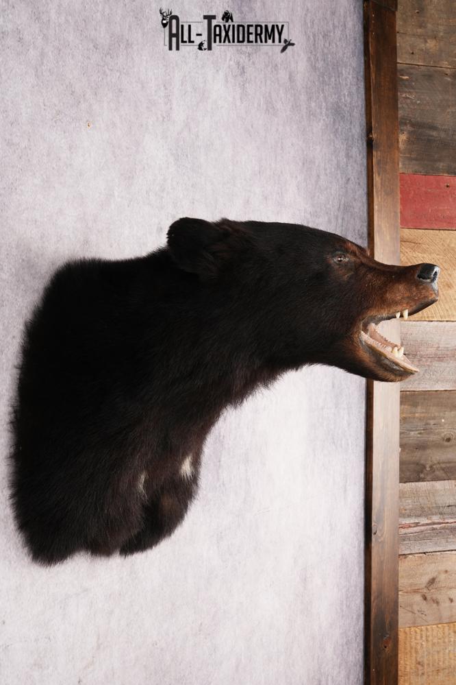 Black Bear Shoulder Mount SKU 2978 - Image 6