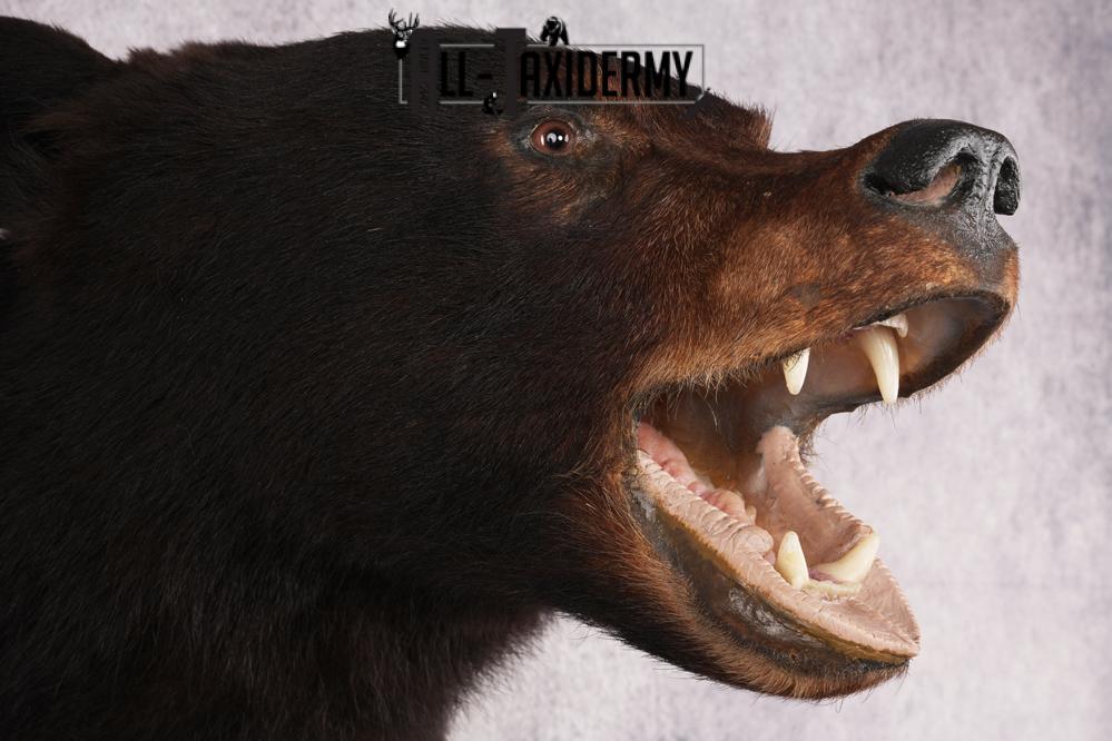 Black Bear Shoulder Mount SKU 2978 - Image 5