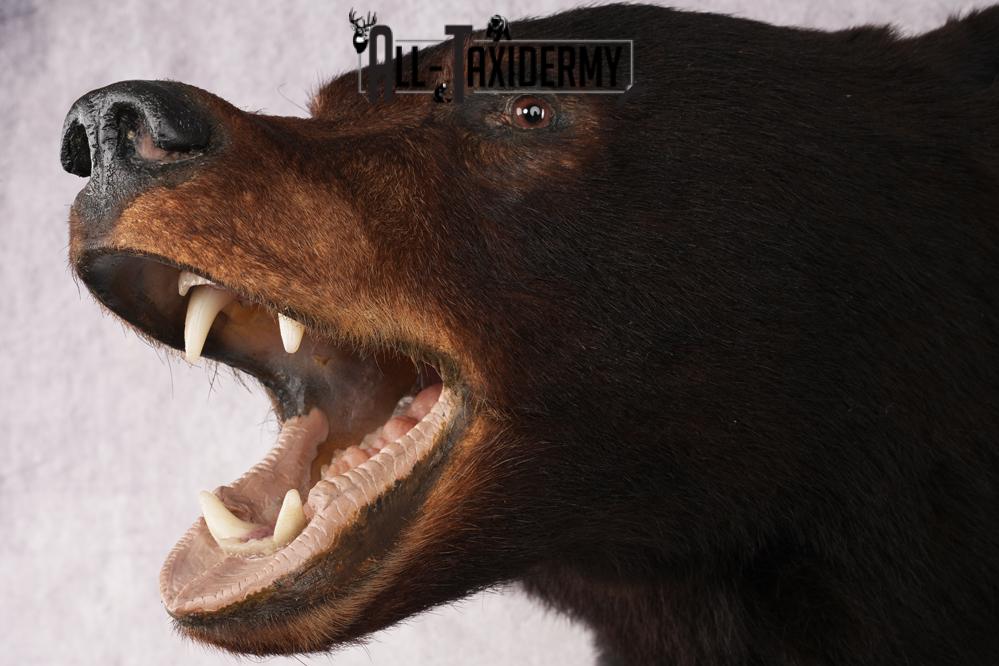 Black Bear Shoulder Mount SKU 2978 - Image 4