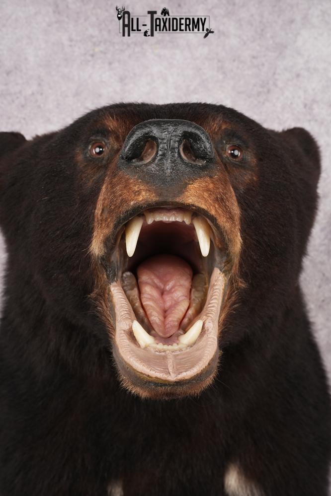 Black Bear Shoulder Mount SKU 2978 - Image 3