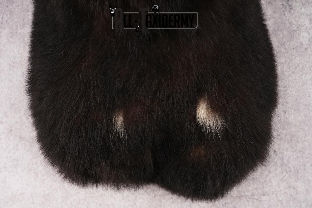 Black Bear Shoulder Mount SKU 2978 - Image 2