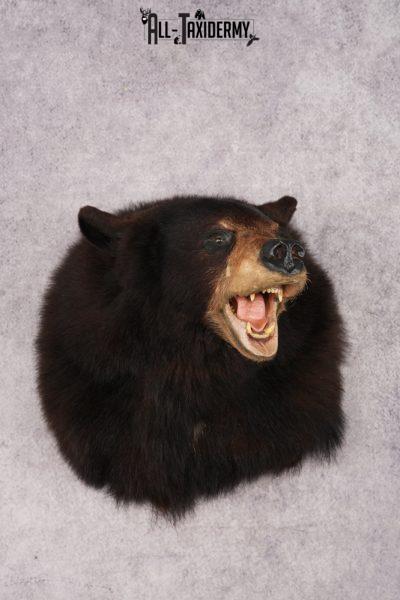 Black Bear Shoulder Mounts SKU 2976