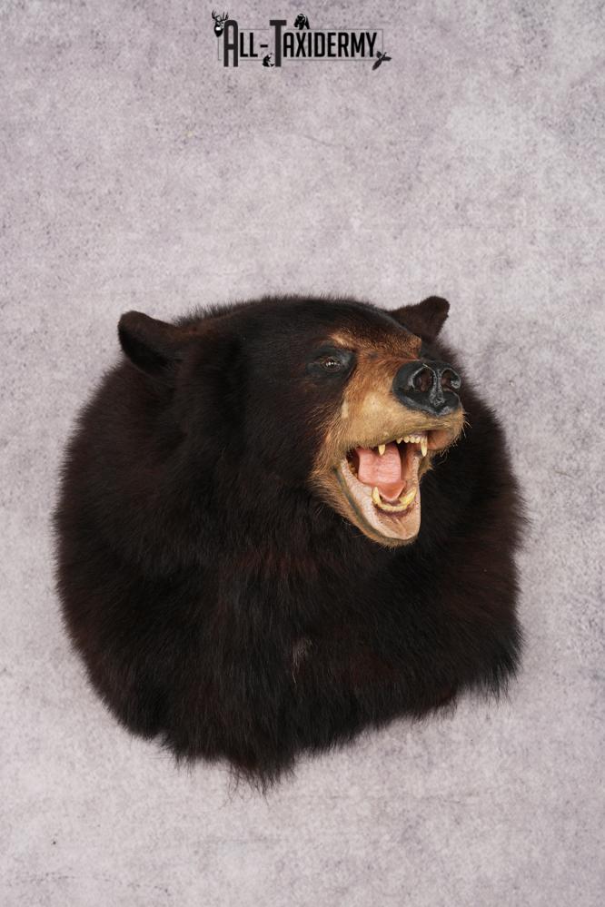 Black Bear Shoulder Mounts SKU 2976