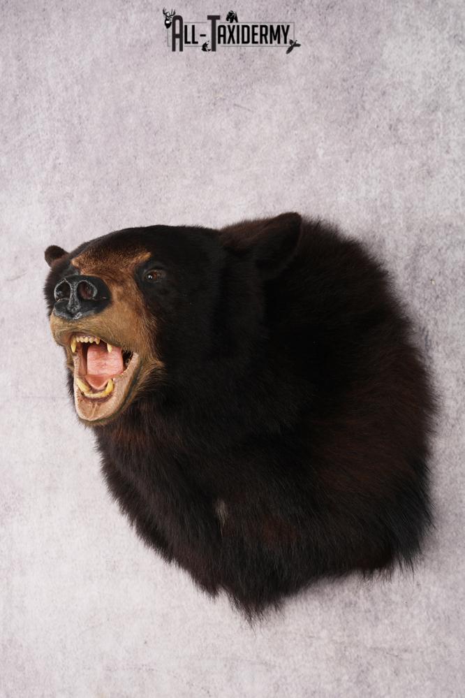 Black Bear Shoulder Mounts SKU 2976 - Image 8