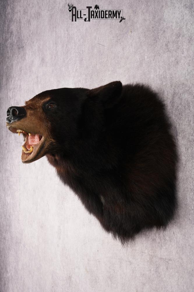 Black Bear Shoulder Mounts SKU 2976 - Image 7