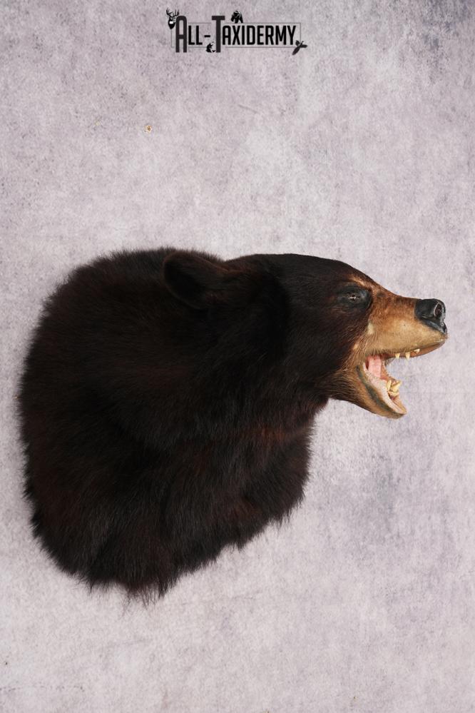 Black Bear Shoulder Mounts SKU 2976 - Image 6