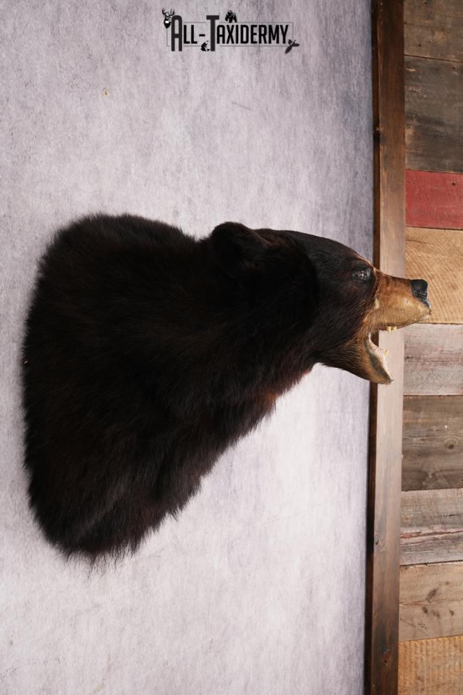 Black Bear Shoulder Mounts SKU 2976 - Image 5