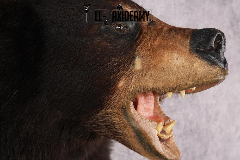 Black Bear Shoulder Mounts SKU 2976 - Image 4