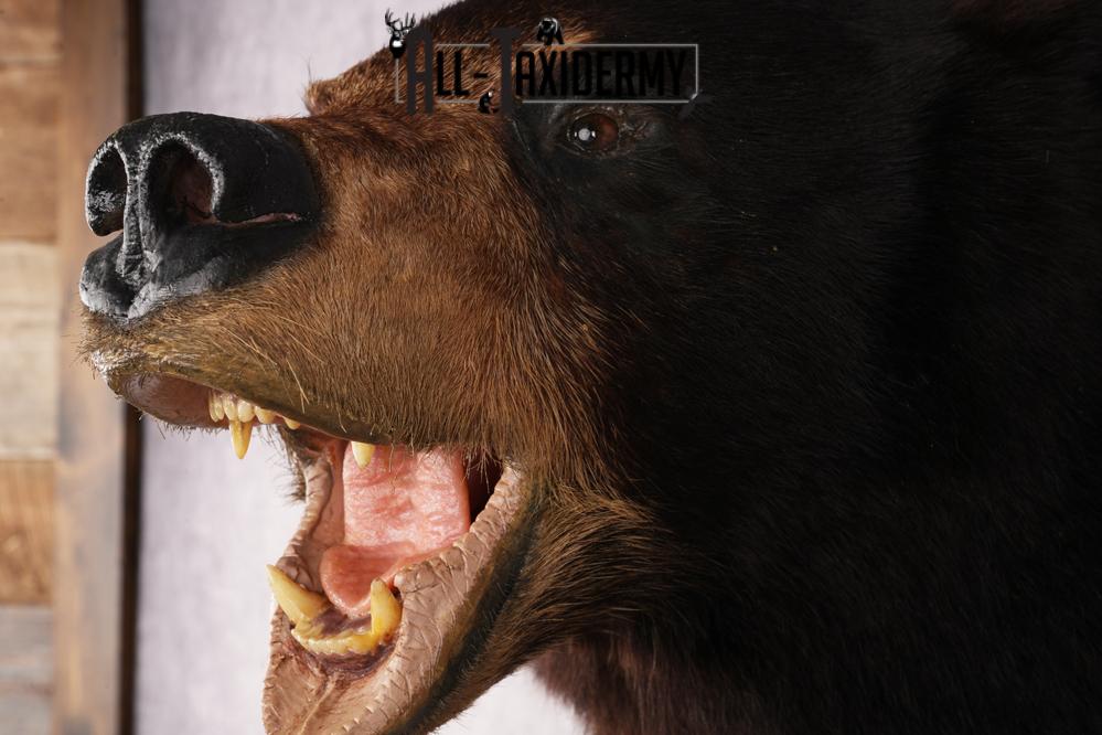 Black Bear Shoulder Mounts SKU 2976 - Image 3