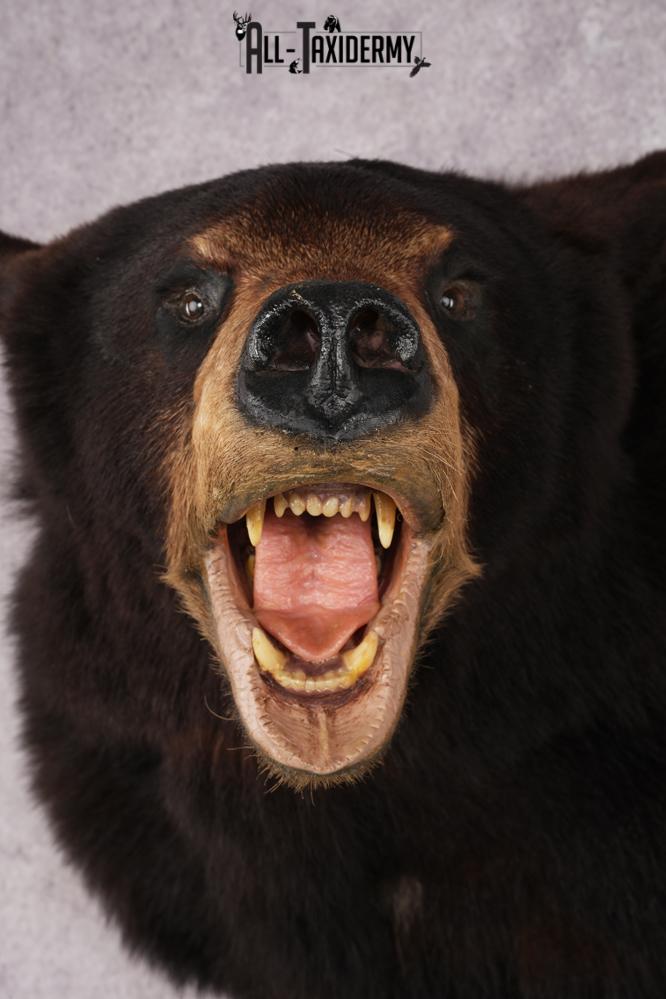 Black Bear Shoulder Mounts SKU 2976 - Image 2