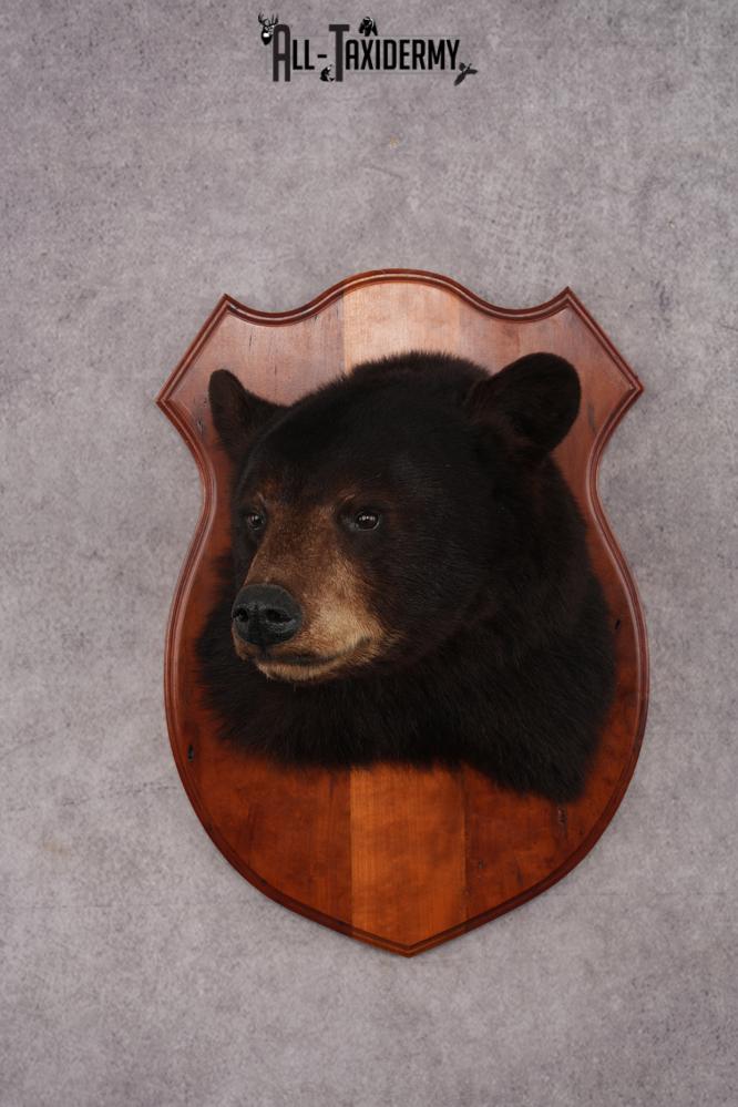 Dark Chocolate Black Bear Shoulder Mount SKU 2942