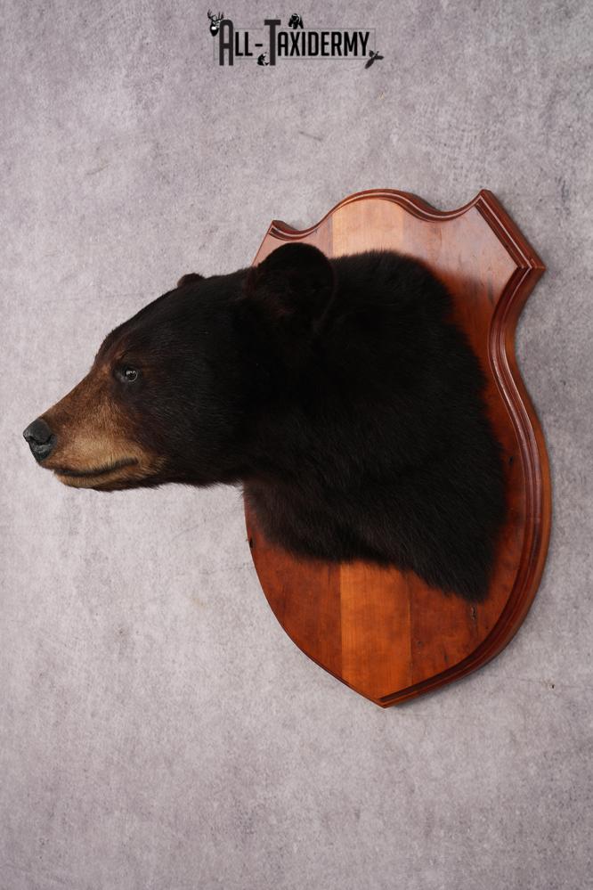 Dark Chocolate Black Bear Shoulder Mount SKU 2942 - Image 8