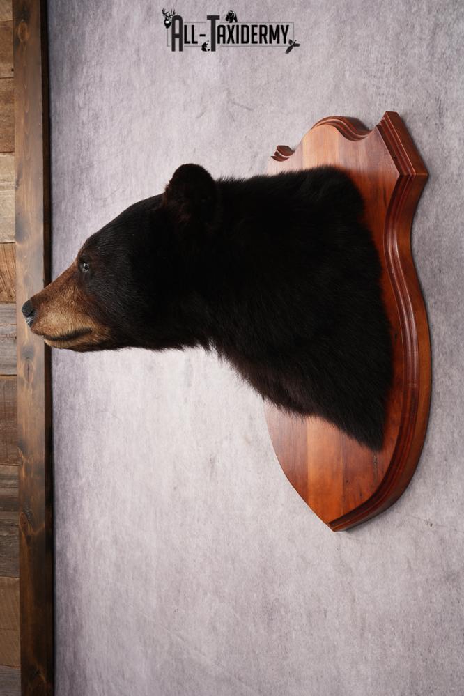 Dark Chocolate Black Bear Shoulder Mount SKU 2942 - Image 7