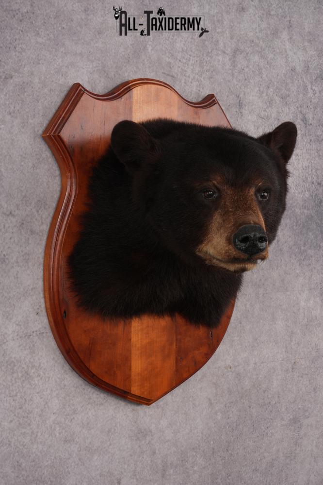 Dark Chocolate Black Bear Shoulder Mount SKU 2942 - Image 6