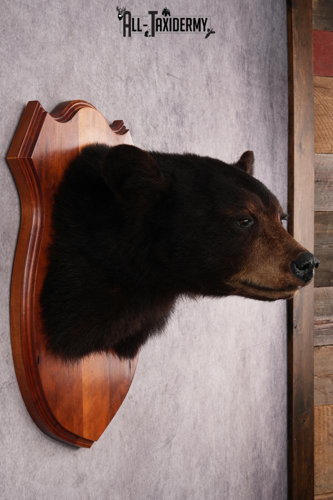 Dark Chocolate Black Bear Shoulder Mount SKU 2942 - Image 5