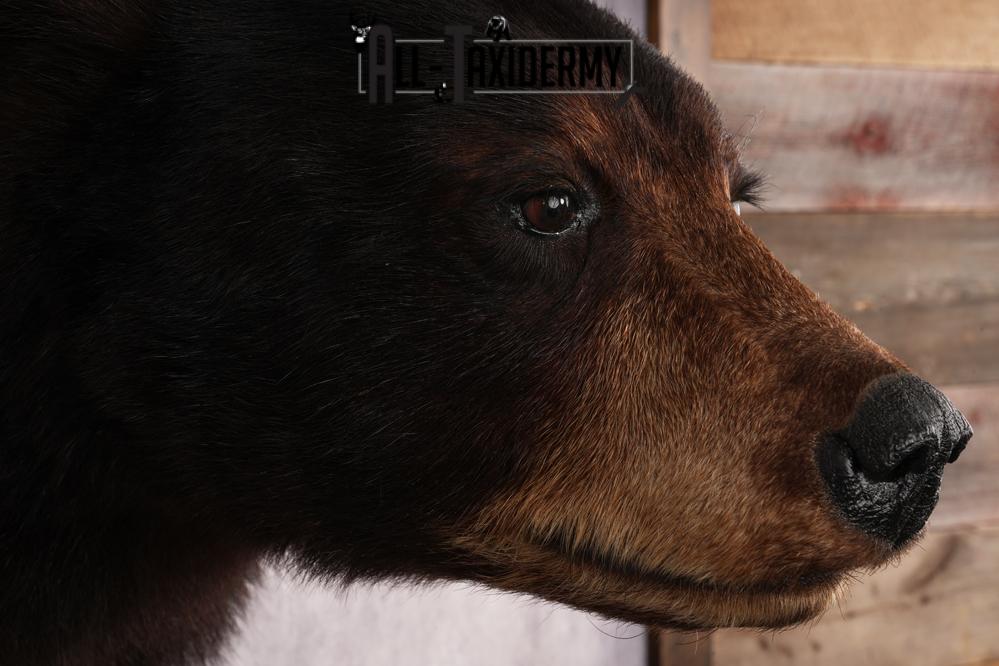 Dark Chocolate Black Bear Shoulder Mount SKU 2942 - Image 4