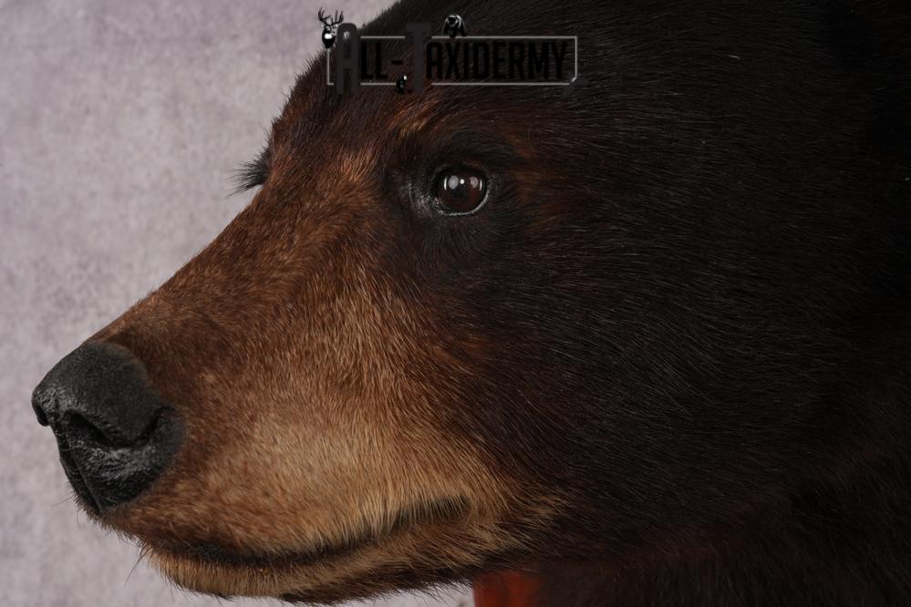 Dark Chocolate Black Bear Shoulder Mount SKU 2942 - Image 3