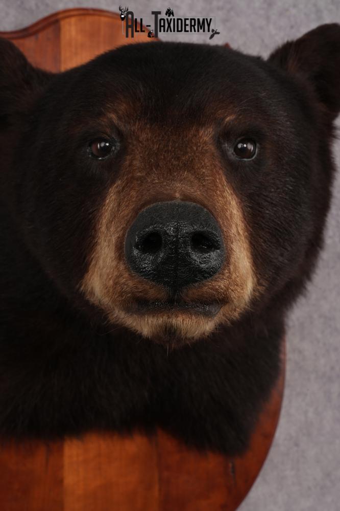 Dark Chocolate Black Bear Shoulder Mount SKU 2942 - Image 2