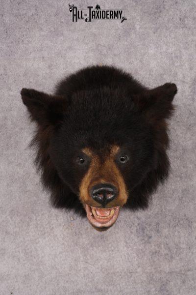Black Bear Shoulder Mount SKU 2939