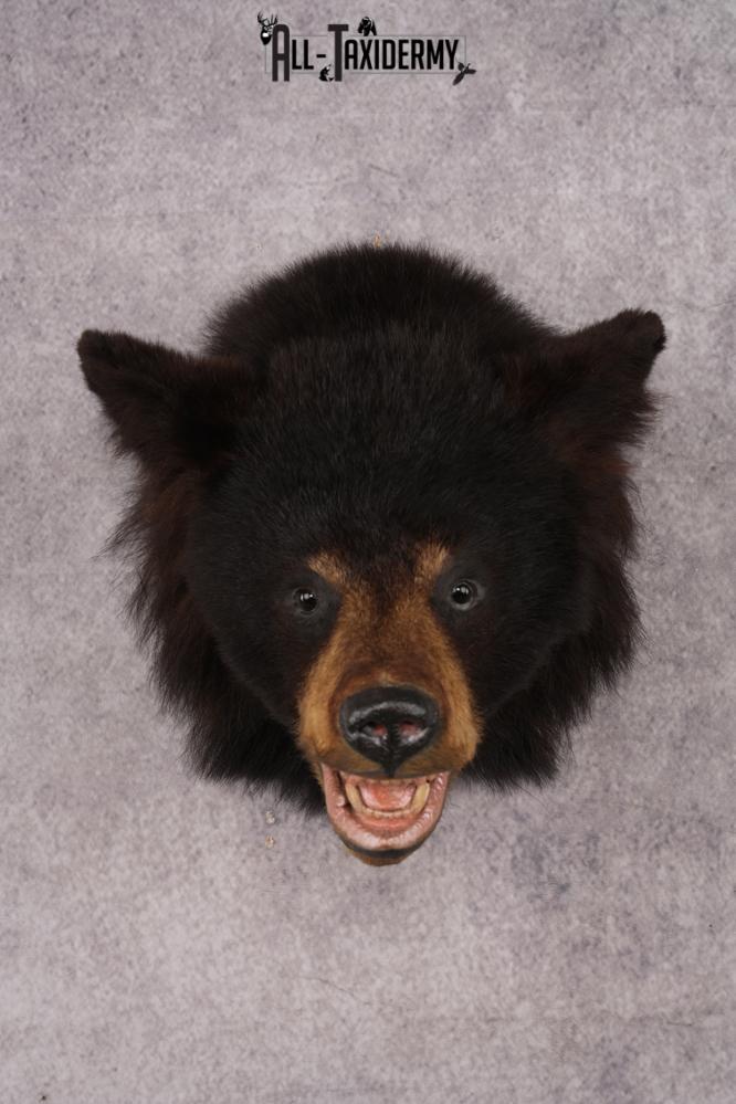 Black Bear Shoulder Mount SKU 2939