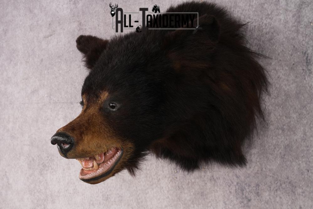 Black Bear Shoulder Mount SKU 2939 - Image 8