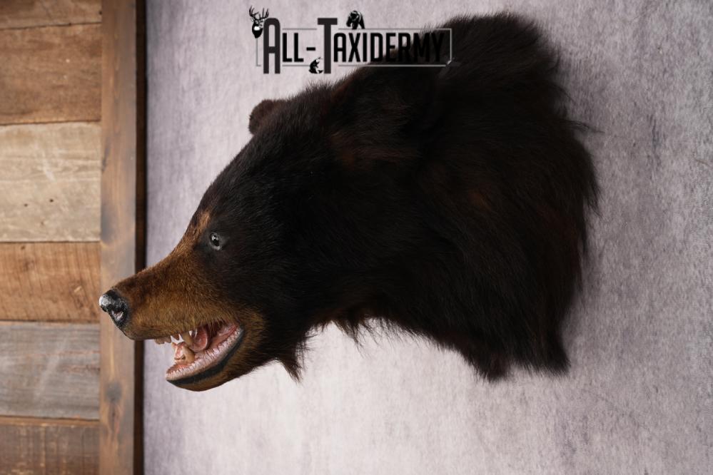 Black Bear Shoulder Mount SKU 2939 - Image 7