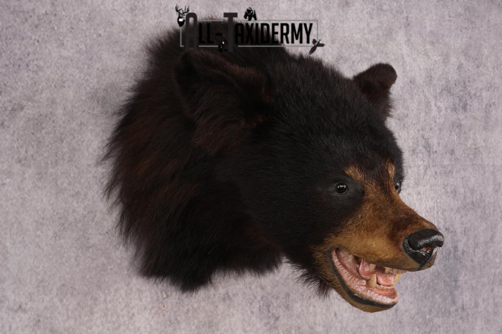 Black Bear Shoulder Mount SKU 2939 - Image 6